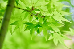 Tender Green