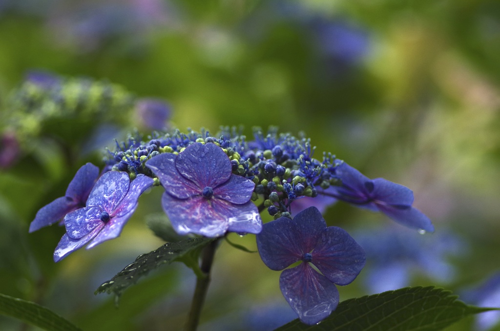 雨の紫陽花