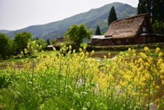 山里の朝