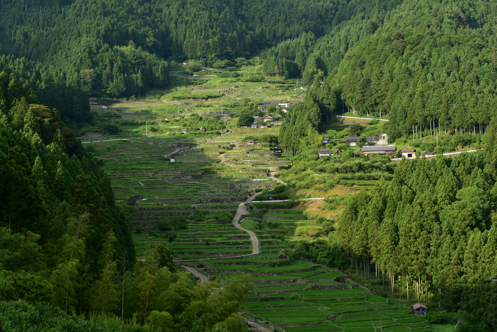 四谷千枚田