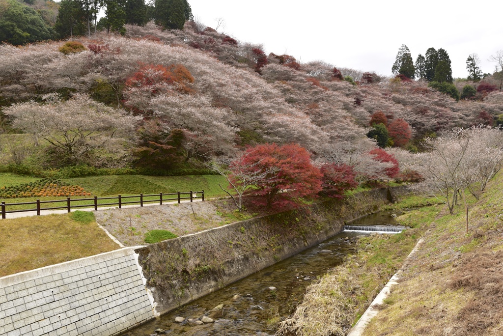 四季桜と紅葉１