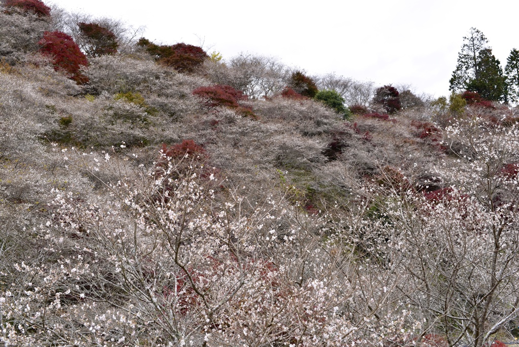 川見四季桜の里