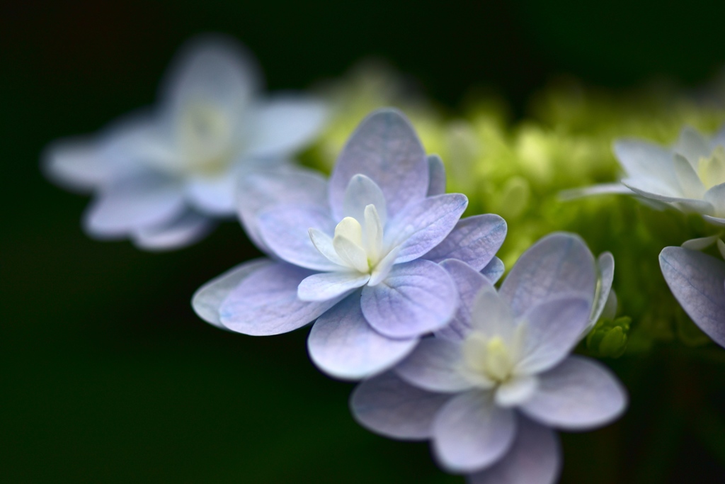 もうすぐだね。紫陽花の季節！