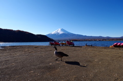 朝のお散歩