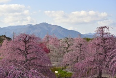 絶景！鈴鹿の梅