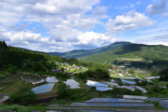 青空と水田