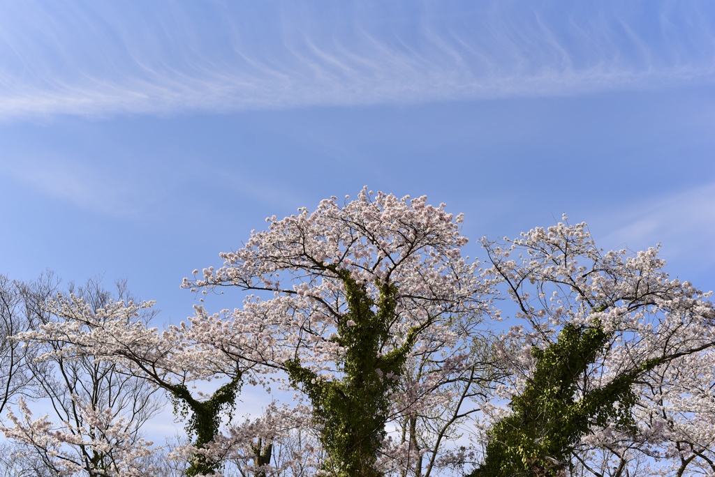 つたのからまる桜
