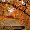 京都の秋