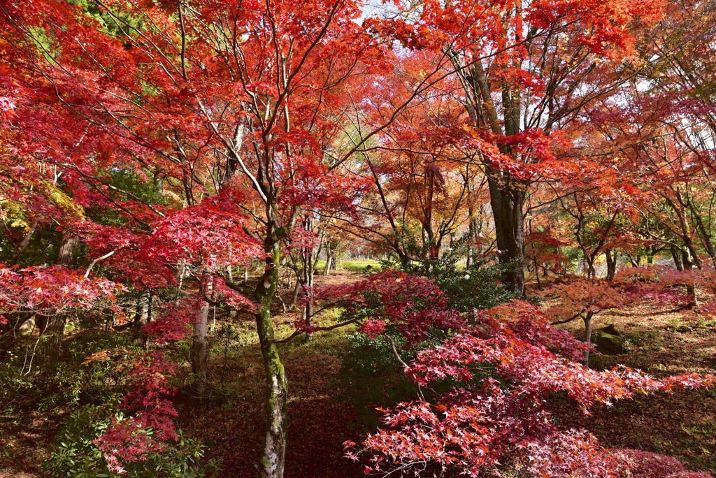 静かな秋