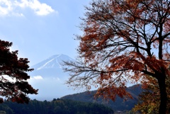 河口湖の紅葉