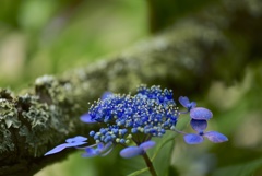 古木と紫陽花