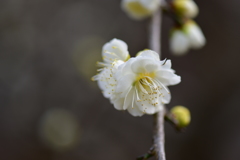 Prunus mume