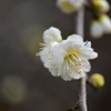 Prunus mume