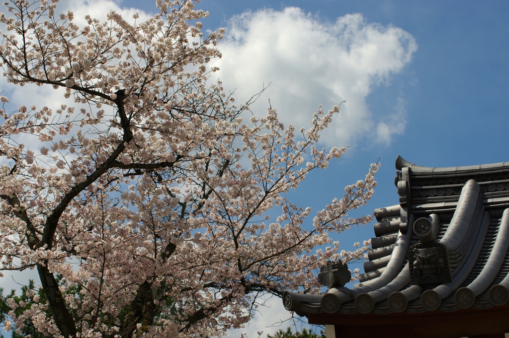 懐かしの京都の春