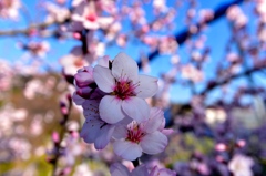 初めて見たナッツの花