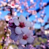 初めて見たナッツの花