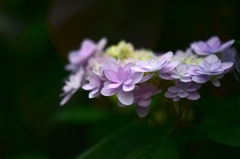 紫陽花への思い４