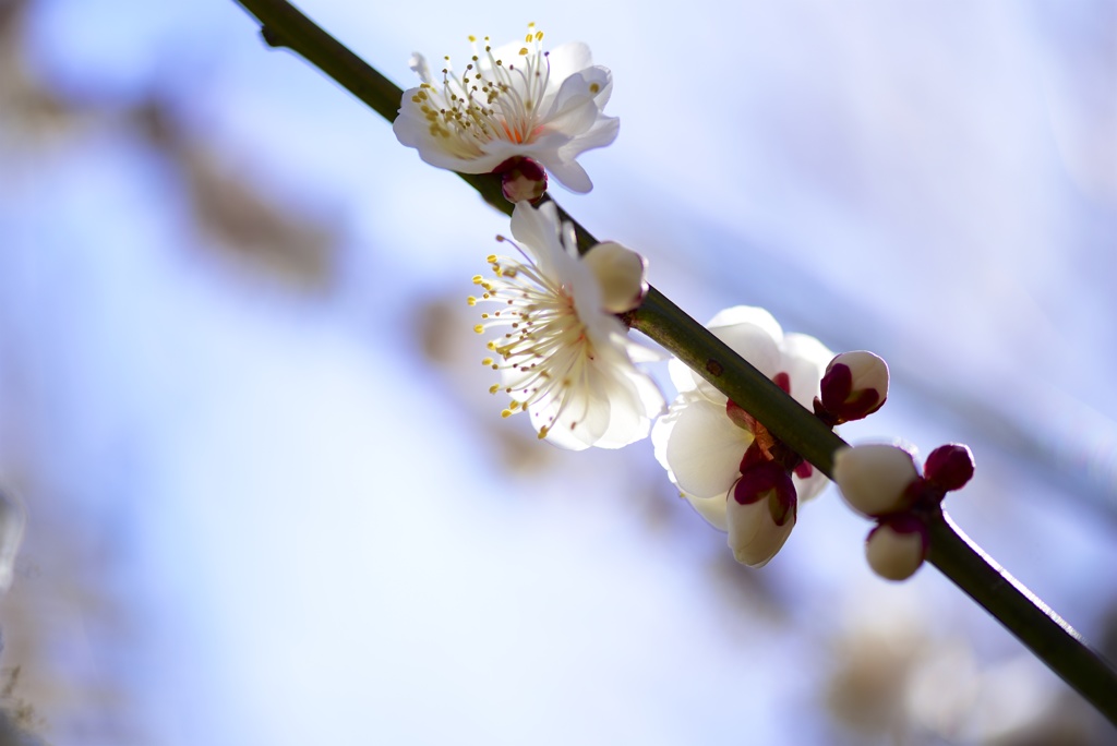 Spring has come