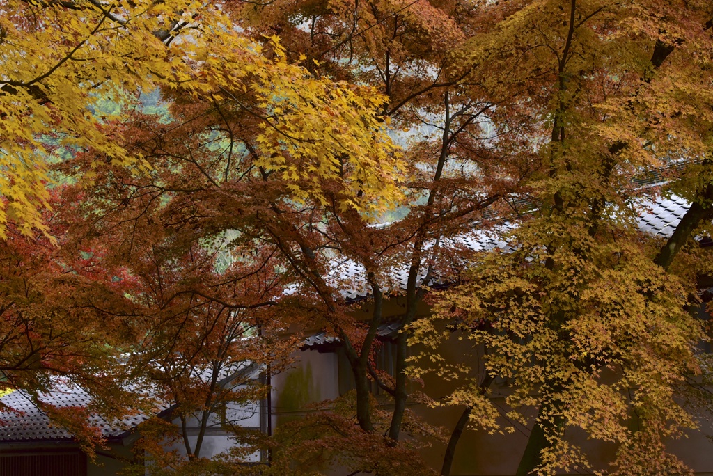 紅と黄と銀燻