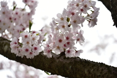 今年最後の桜