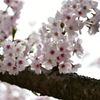 今年最後の桜