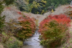 四季桜の里へようこそ