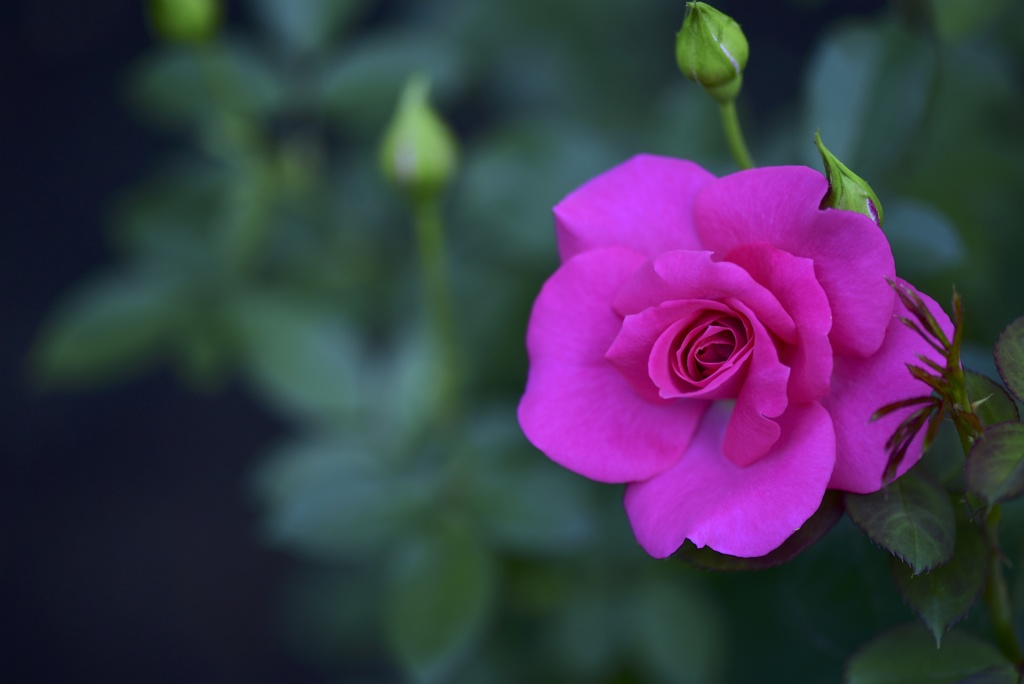 Impressive Pink