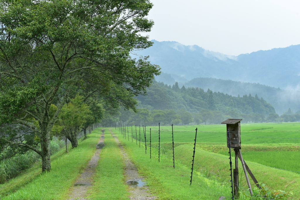 名倉の夏