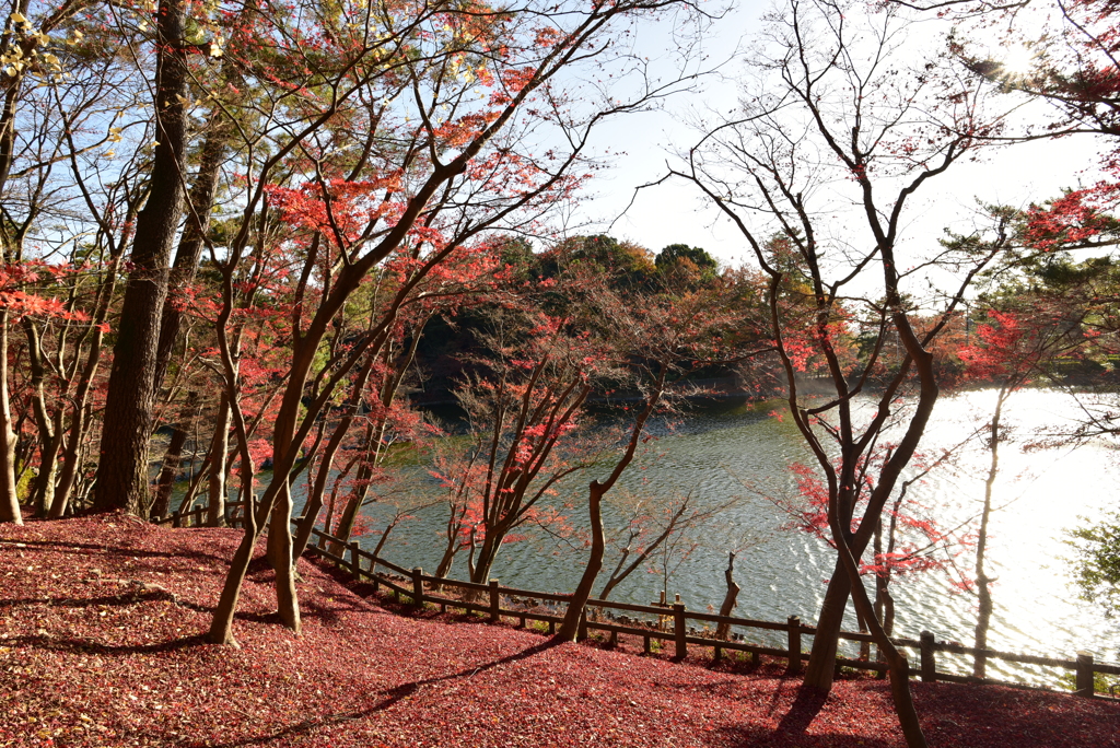 池のほとりで黄昏て