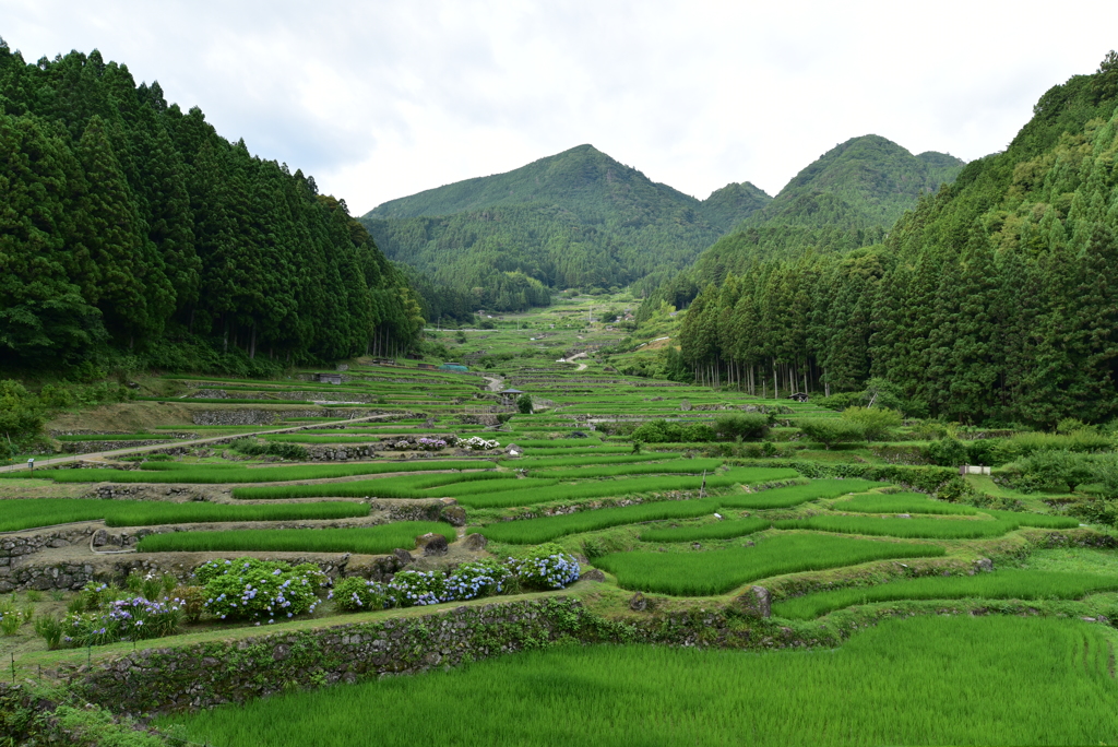 あじさいの時節の千枚田