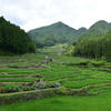 あじさいの時節の千枚田