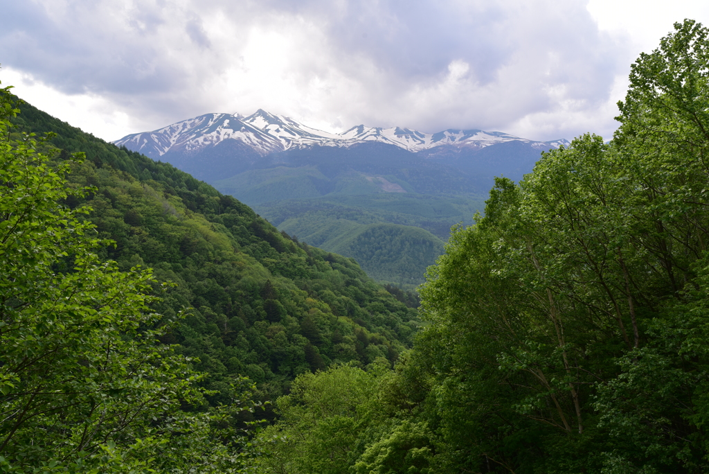 新樹の白樺峠