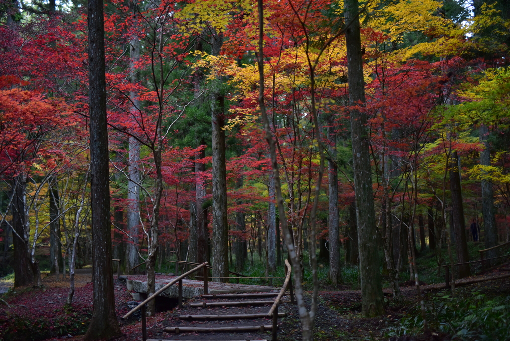 深秋