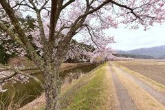 名倉の春