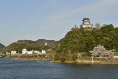 国宝犬山城と桜