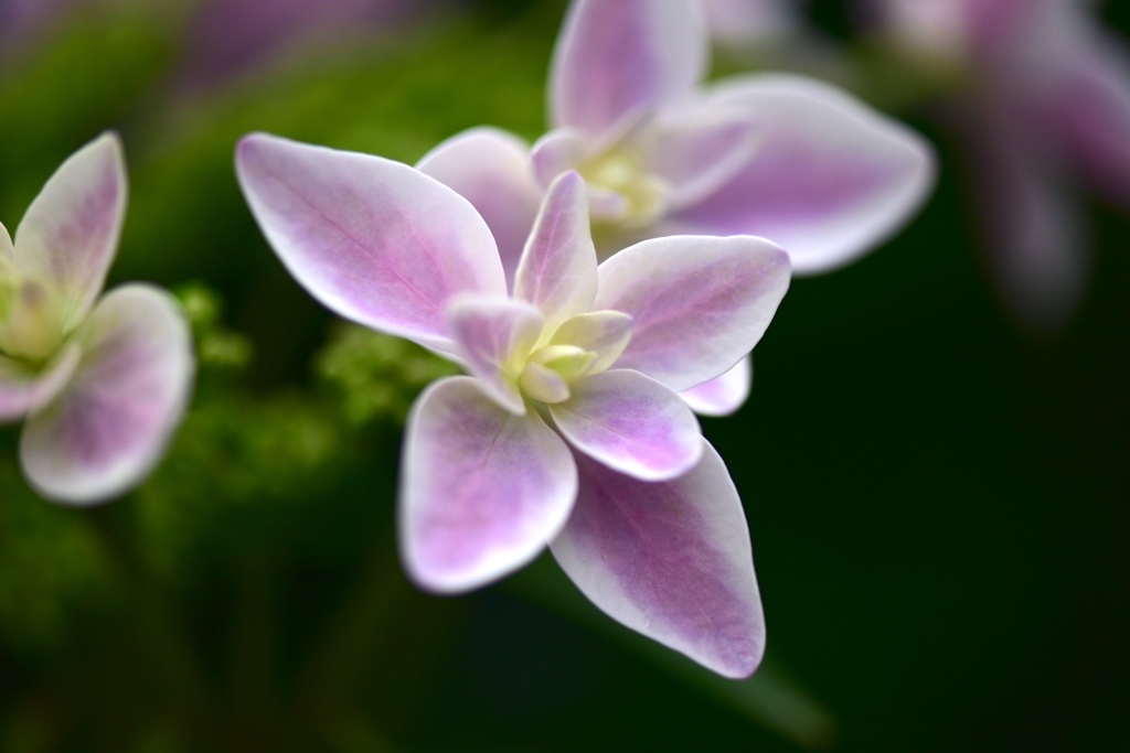 紫陽花の季節２