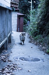 江の島 細道 猫