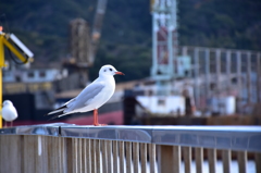 福良港のカモメ