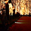 定禅寺通りにて