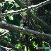 サンコウチョウ2