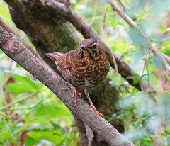 クロツグミ雌さん