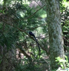 サンコウチョウ4枚目