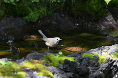 富士山探鳥その4