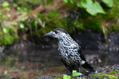 富士山探鳥⑧