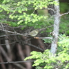 富士山探鳥その5