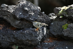 富士山探鳥⑦