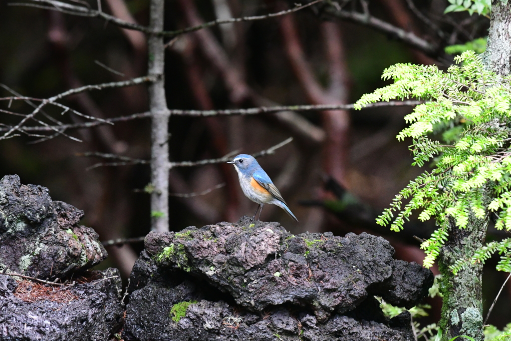 富士山探鳥その3