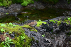 富士山探鳥その2