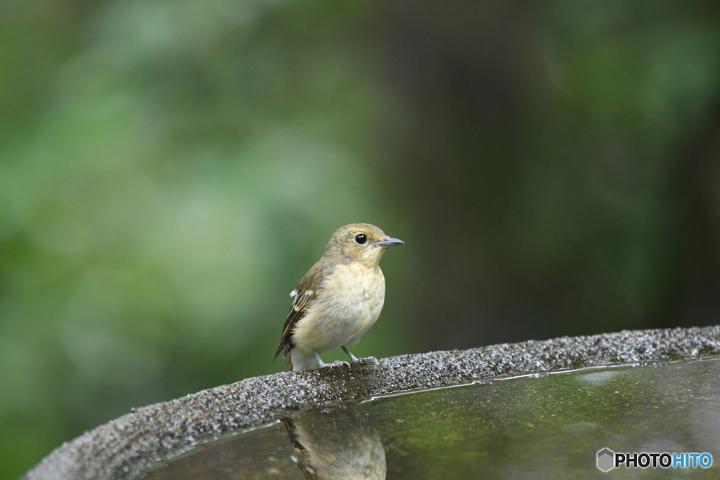 キビタキ♀