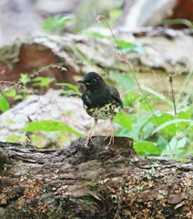 クロツグミ②